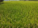 Japan's staple food "Rice" - Rice is an Essential Part of Japan