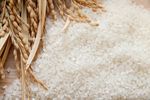 Rice Varieties in Japan - There are More than 500 Varieties