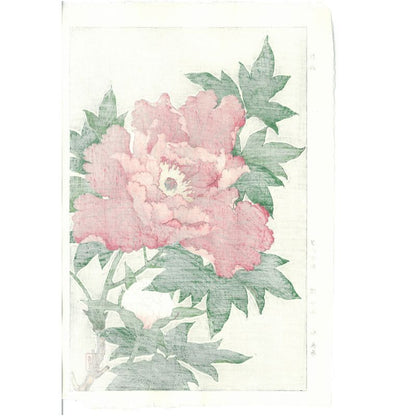 Shodo Kawarazaki F009 Peony