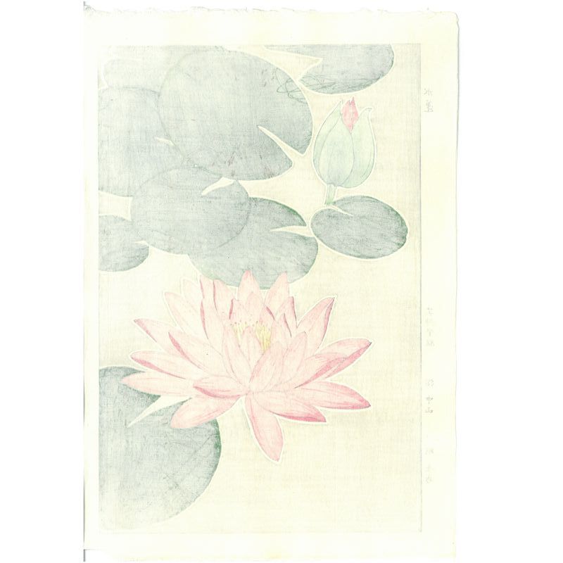 Shodo Kawarazaki F057 Waterlily