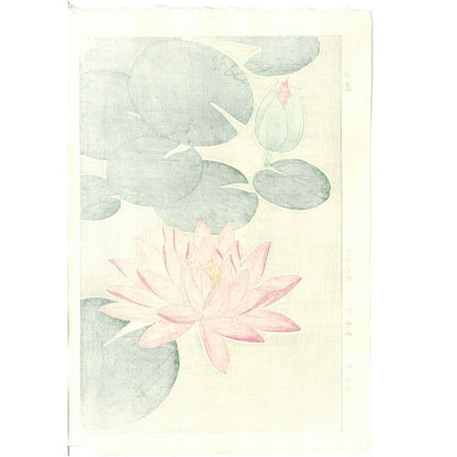 Shodo Kawarazaki F057 Waterlily