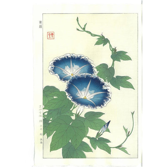 Shodo Kawarazaki  F060 Morningglory