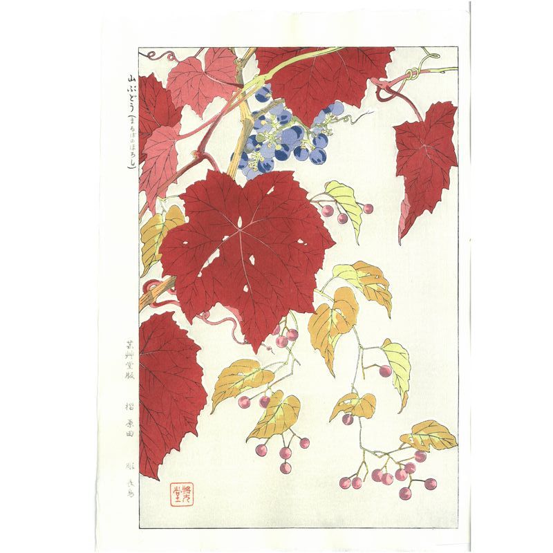 Shodo Kawarazaki  F076 Wildgrapes