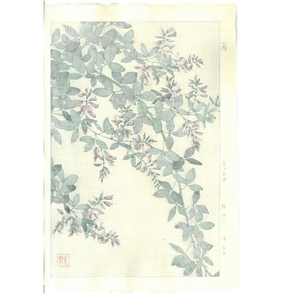 Shodo Kawarazaki F113 Wisteria