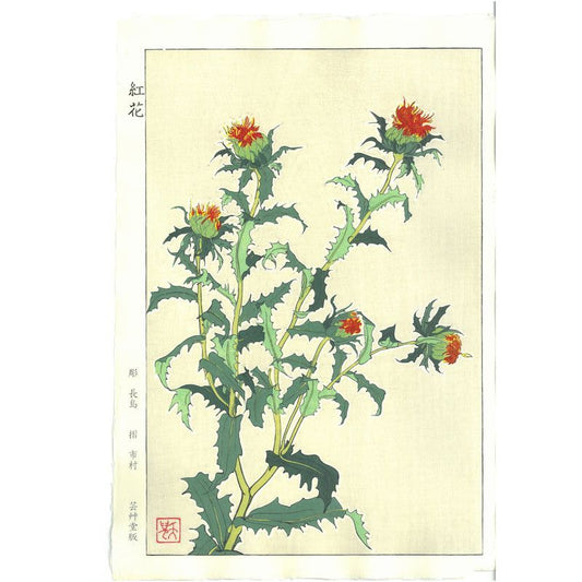 Teru Kuzuhara  F146 Safflower