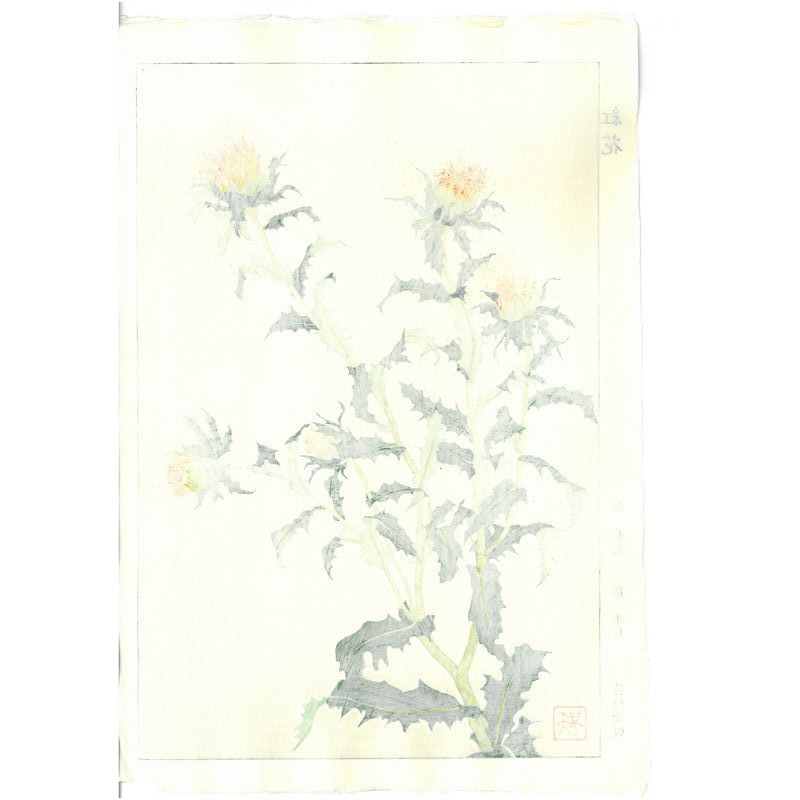 Teru Kuzuhara F146 Safflower