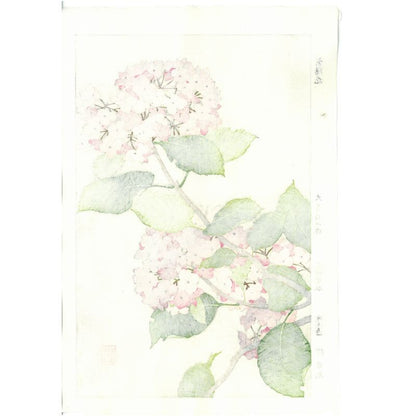 Hortensia Yuichi Osuga F178