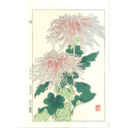 Yuichi Osuga  F180 Chrysanthemum