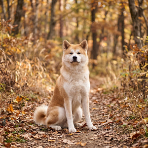 Japanese Native Dog Breeds