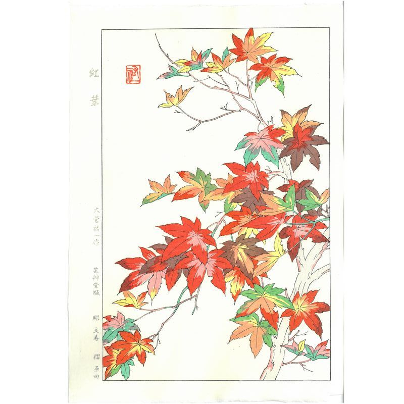 Yuichi Osuga  Maple