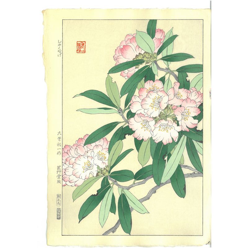 Yuichi Osuga  Rhododendron