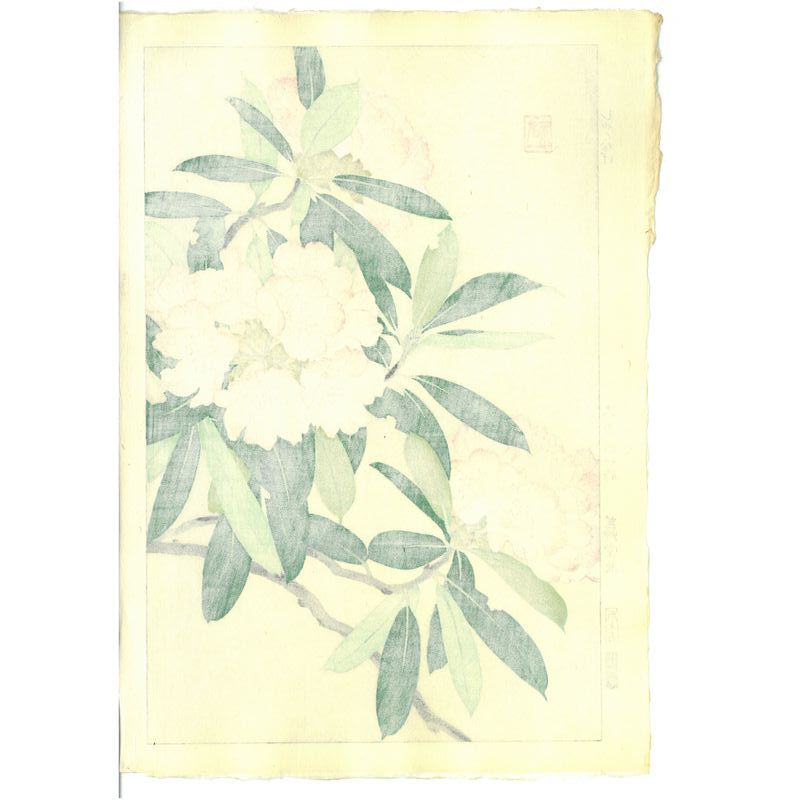 Rhododendron Yuichi Osuga