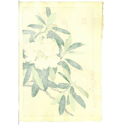 Rhododendron Yuichi Osuga