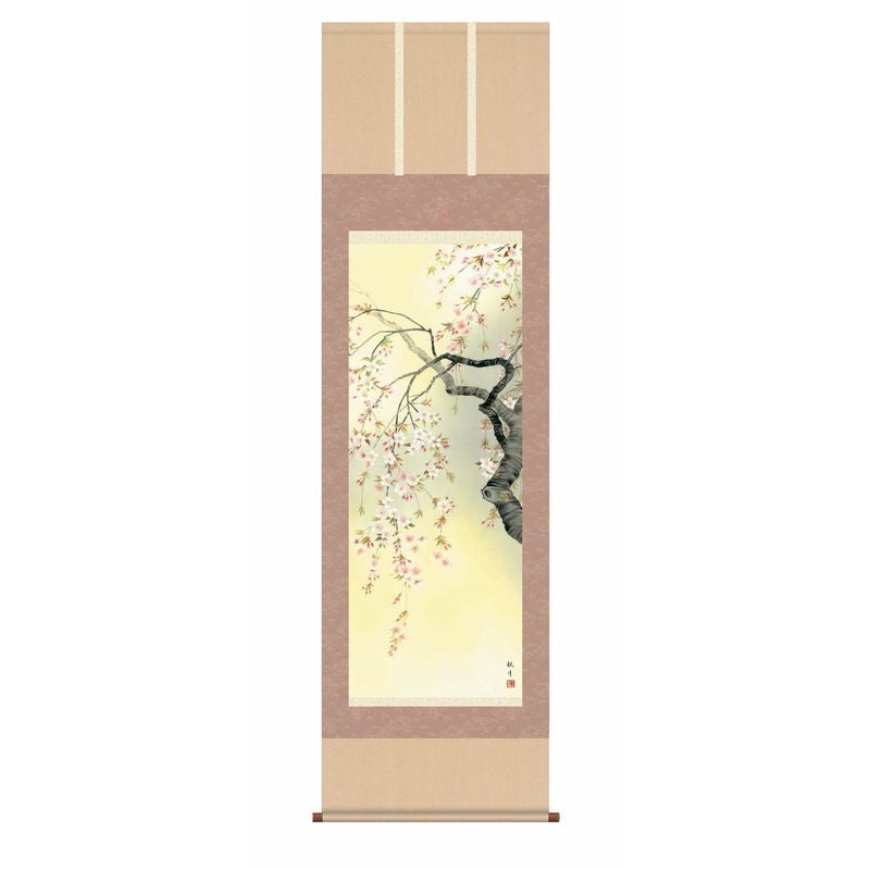 I.S.M Hanging Scroll Sakura Full Cherry Blossoms Yamamura Kanpo 54.5x190cm Japan